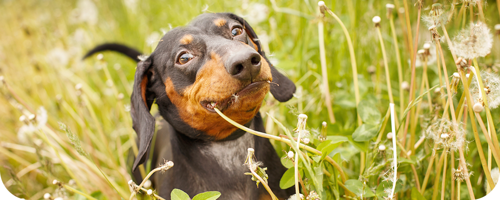 HUNTER Bundle Product - DE2